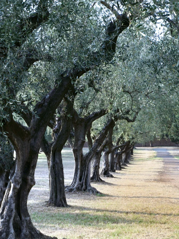 Camminata tra gli Olivi